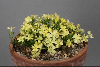 Ourisia x bitternensis 'Cliftonville Canary'